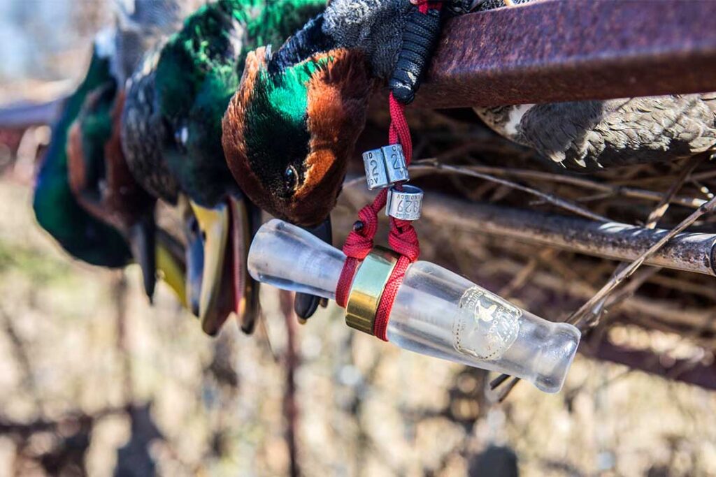 ducks and duck call